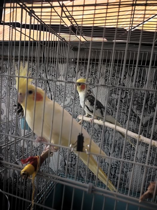 Продам двух попугаев Корелла