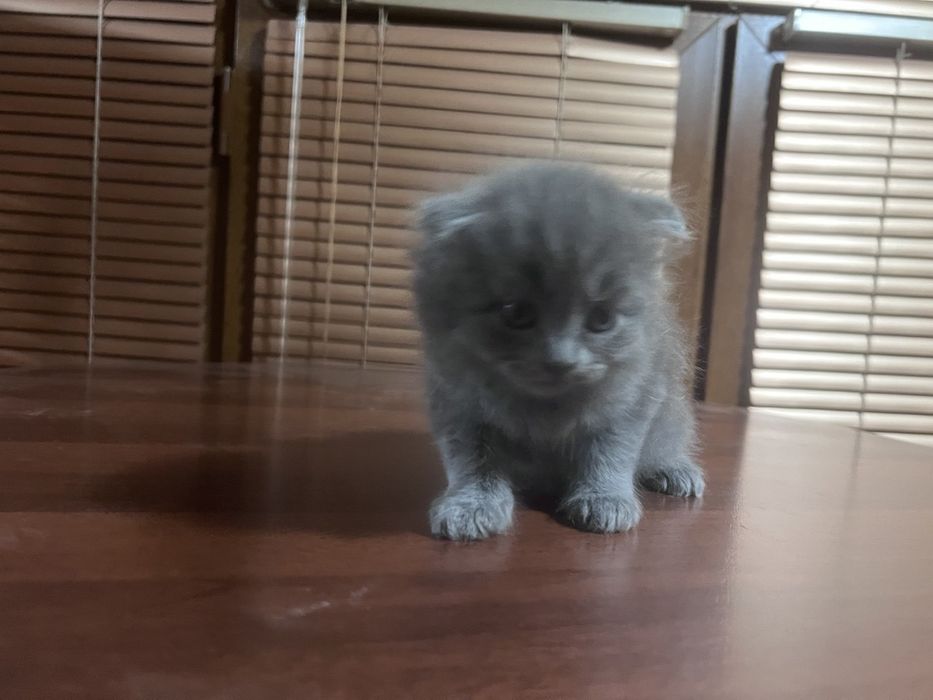 Продаеться котята чистокровной 2 месяца