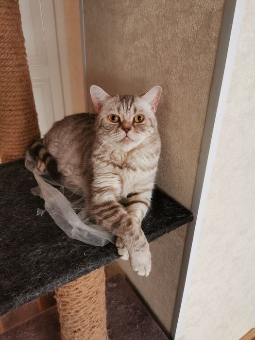 Шотландская кошка прямоухая