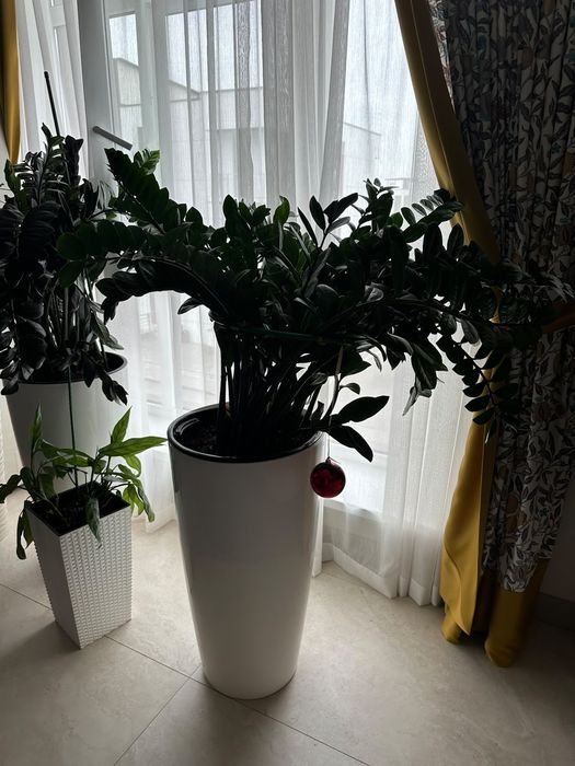 Замяккулькас цветы