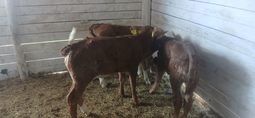 Vând viței baltati