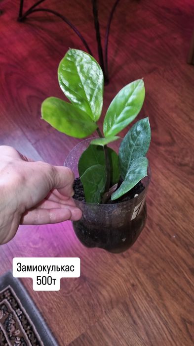 Цветы от 200 до 2500