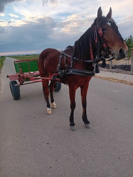 Iapă de vânzare!!