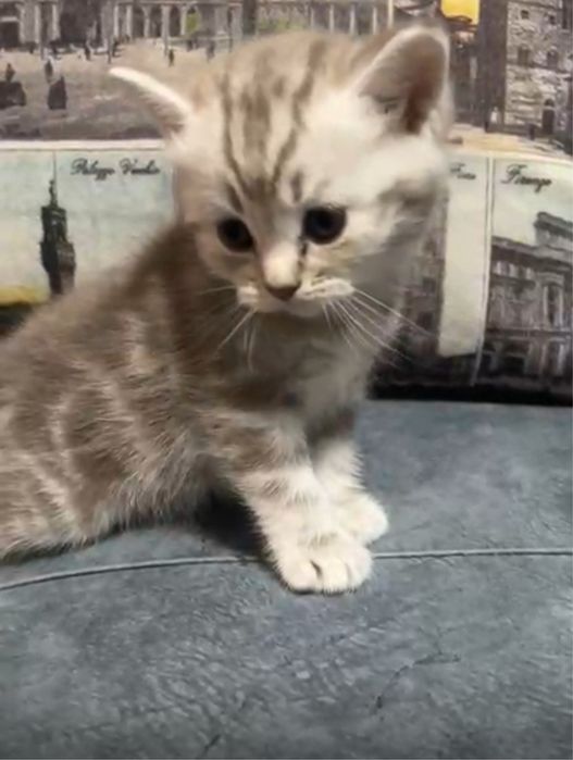 Котята,британ шотландские