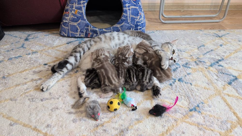 Британские котята мраморные