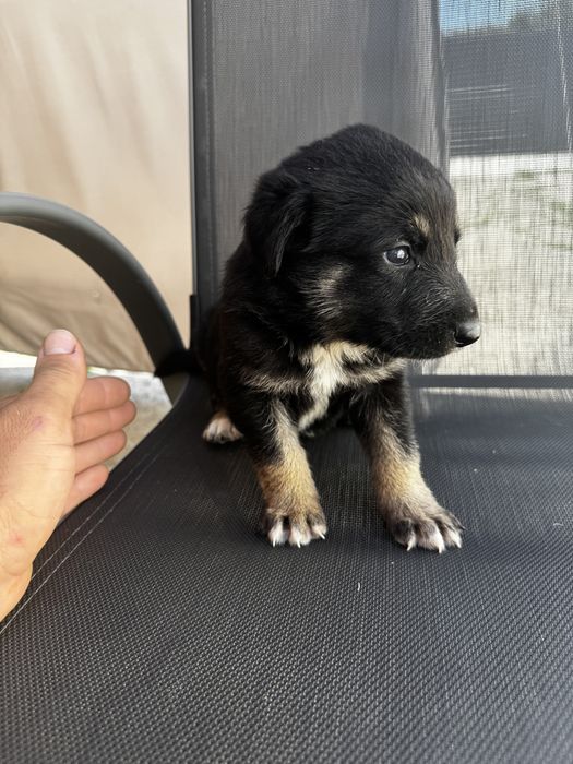 Donez catei mama este malinois si tatal ciobanesc de bucovina