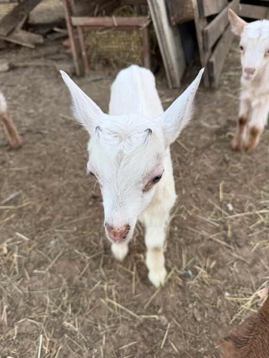 Vând  trei țăpișori