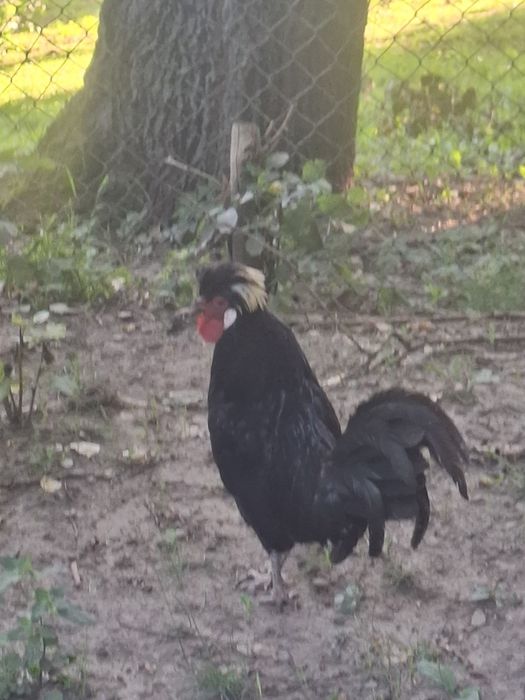 Familie moțată olandeză