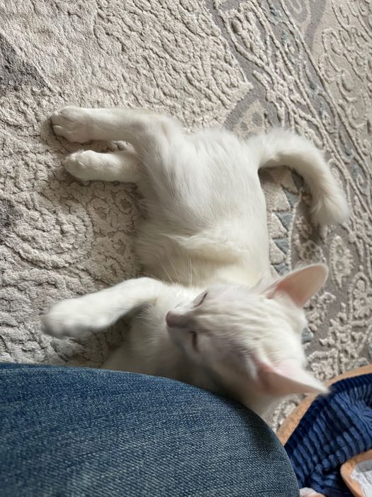 Отдам кошку в добрые руки