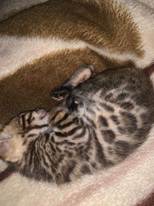 Бенгал кошка Продаю