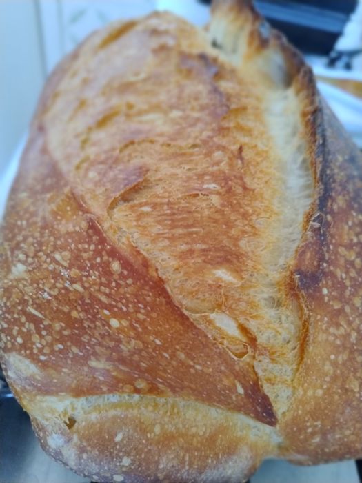 Vand maia activa proaspata si uscata