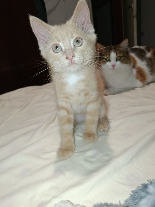 Отдам рыжего котёнка
