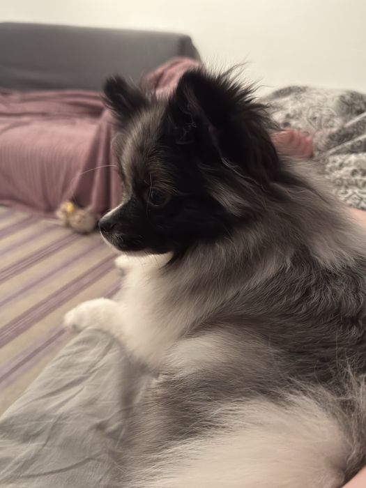 Передержка домашних животных