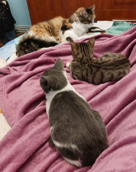 Две мъркащи котета ТЪРСЯТ дом