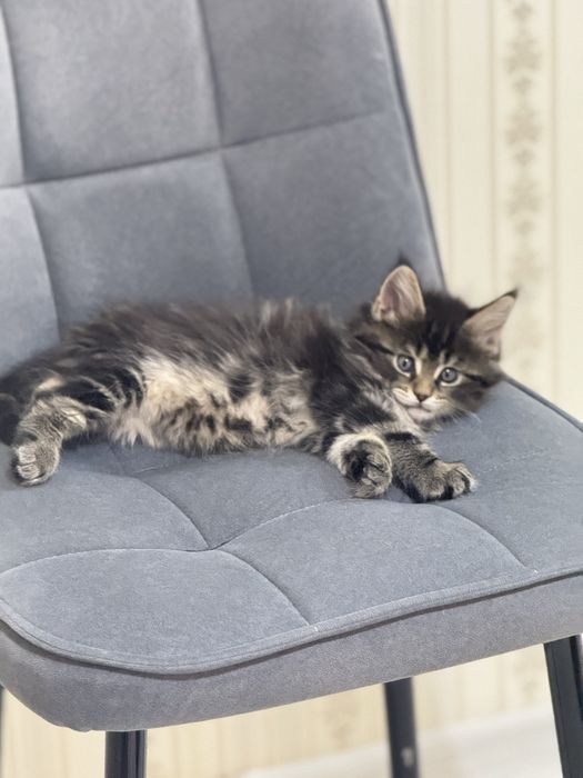 Мейн -Кун. Мальчик