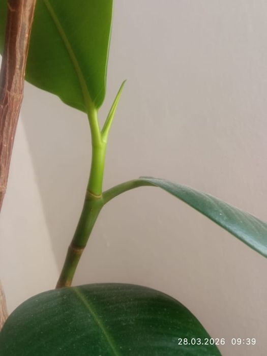 Продам шикарный Фикус