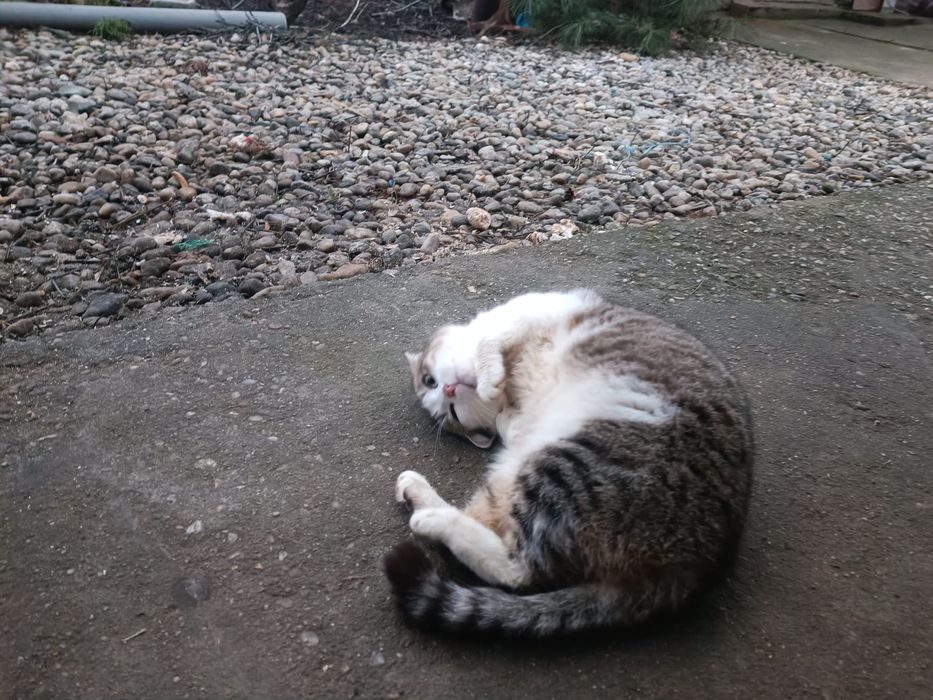 Donez pisicuțe jucăușe