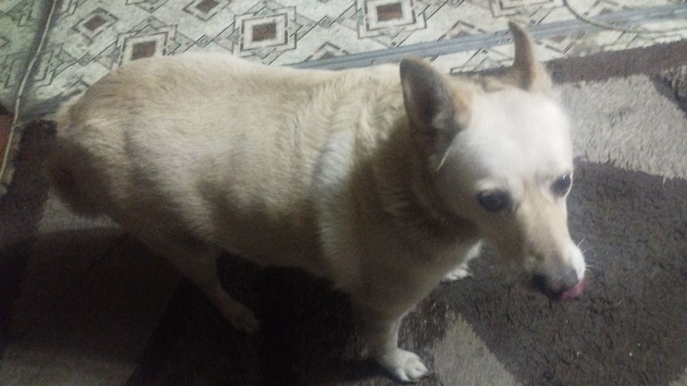 Ищу новых хозяев