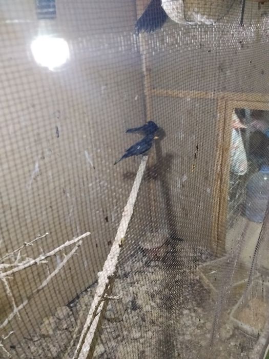 Черный дроз кора