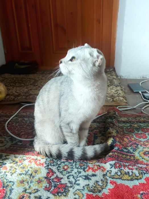 Шотландская вислоухая кот