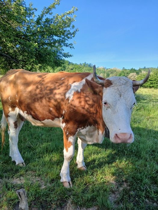 Vaca de 5 ani gestanta în 8 luni