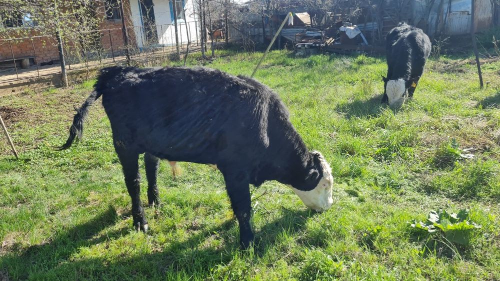 Бұқа (быки) сатамын