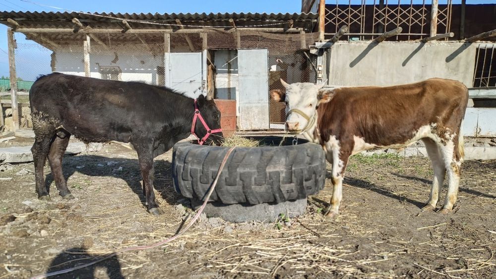 Бычки годовалые.