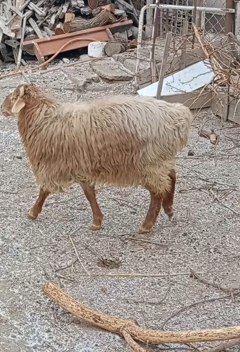 Қой сатылады семіз