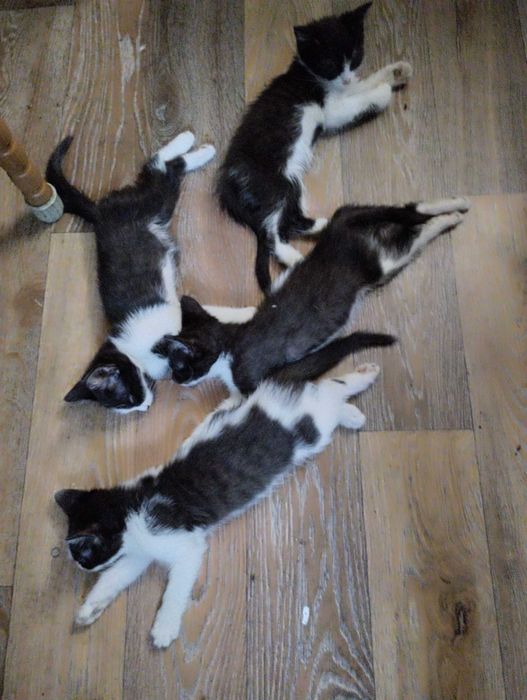 Котята от кошки крысоловки