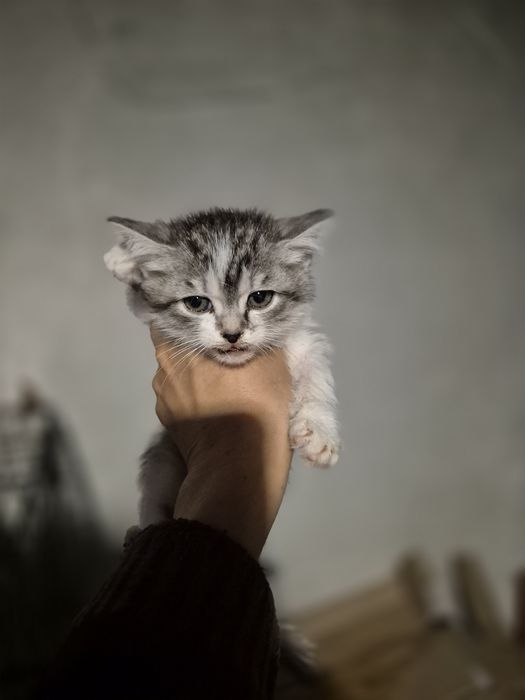 Отдам котят в хорошие руки