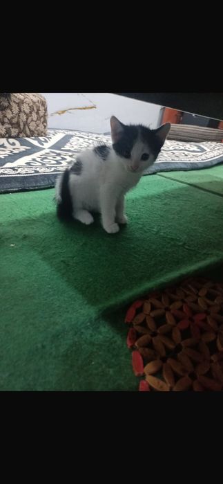 Маленькие котята