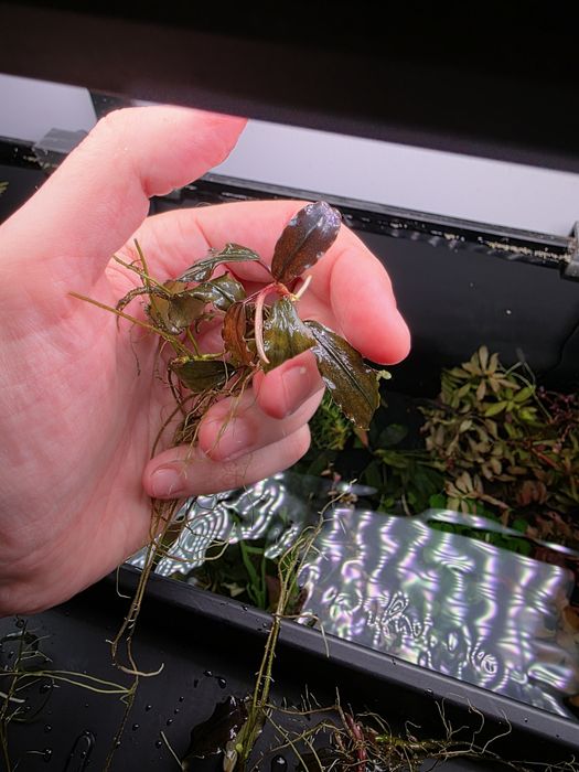 Pachet Bucephalandra