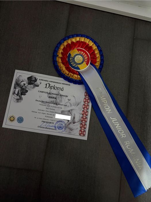 Femela ciobănesc german campioană cu pedigree linie de show testată