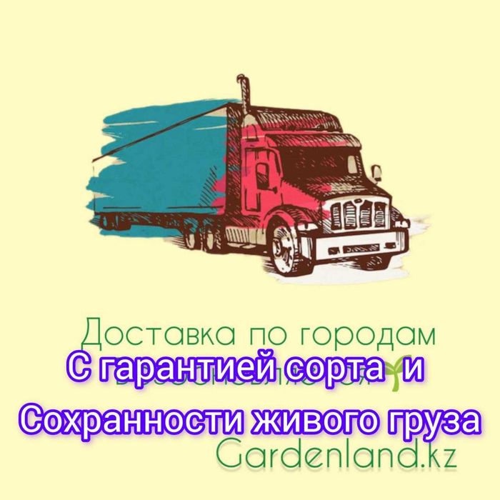 Гортензия древовидная - новинки . В наличии 5 сортов .