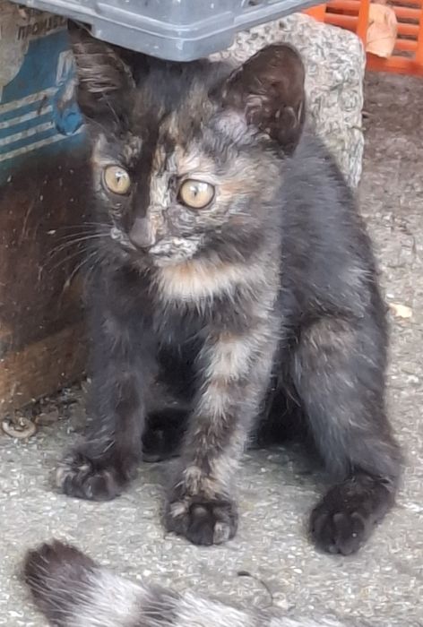 Подарявам котенце на 2 мес.
