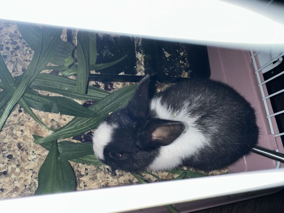 продаётся декоративный кролик к ручной сам приучил ходет по дому споко