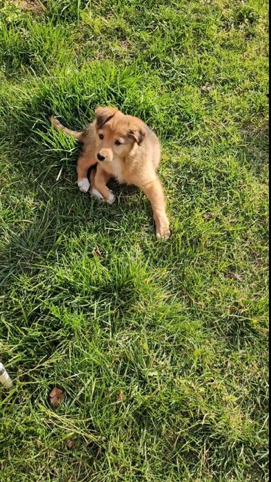 Собачка для хороших людей