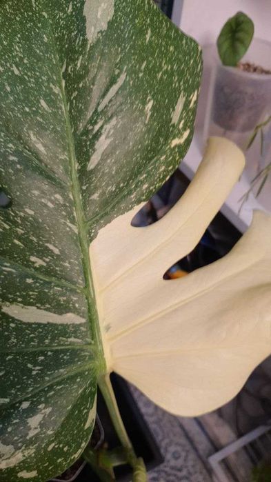 Монстера Тайское созвездие