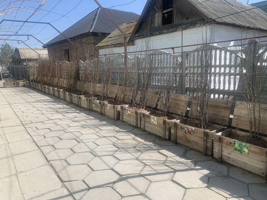 Саженцы плодовых деревьев