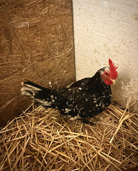 Vând cocoși pitic 6 luni