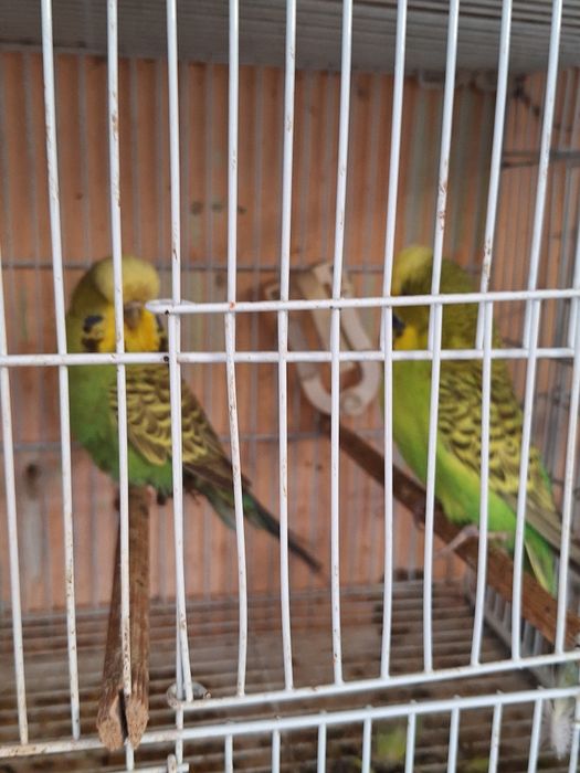 Papagali perusi , perusi standard pui si maturi