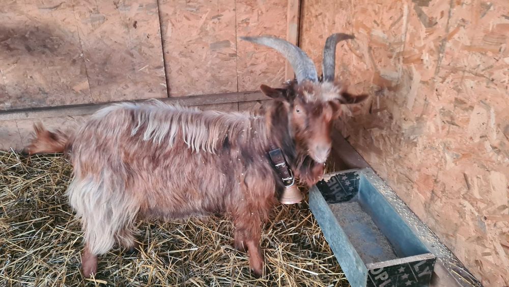 Продавам коза на година и половина.