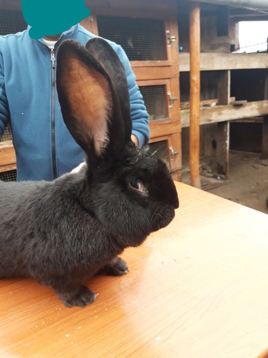 Vand iepuri pentru mai multe detalii sunați la nr tel de