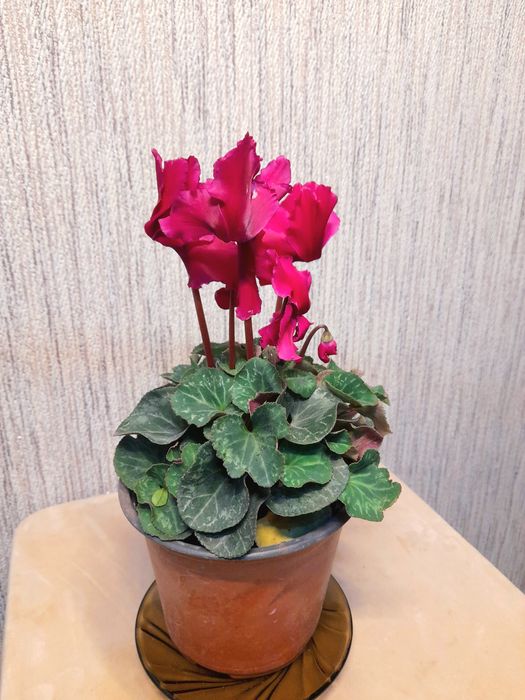 Продам Цикламен с крупными цветами