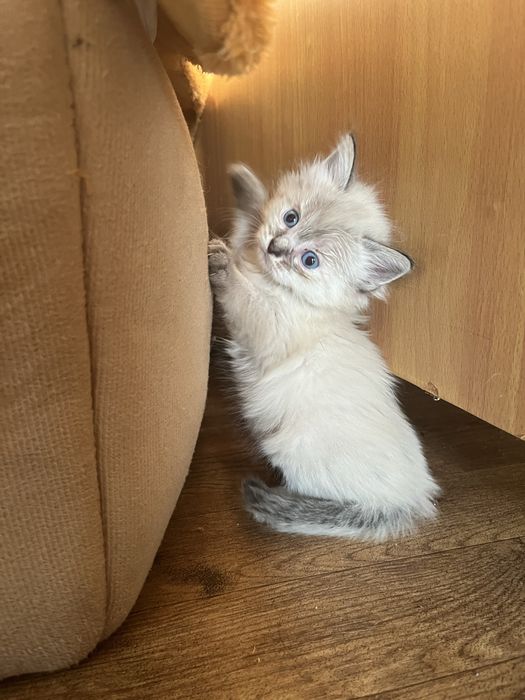 Котенок девочка 1,5 месяца