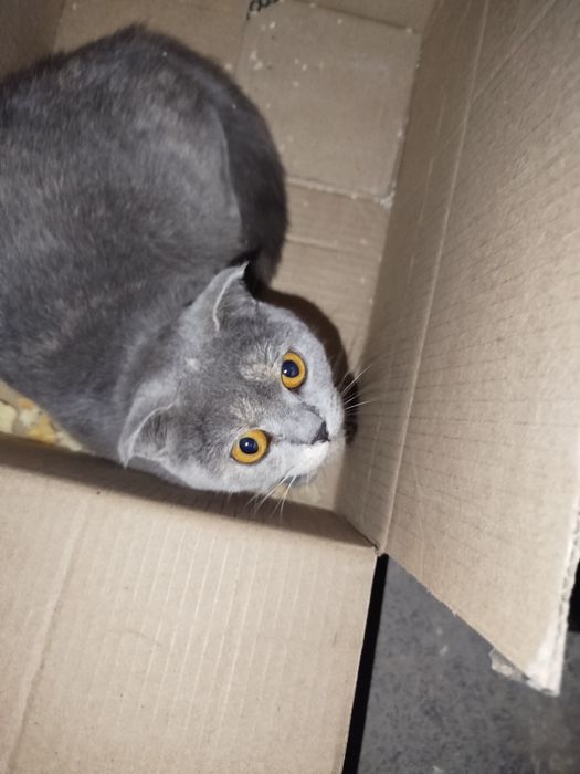 Mushuk sotiladi parodali