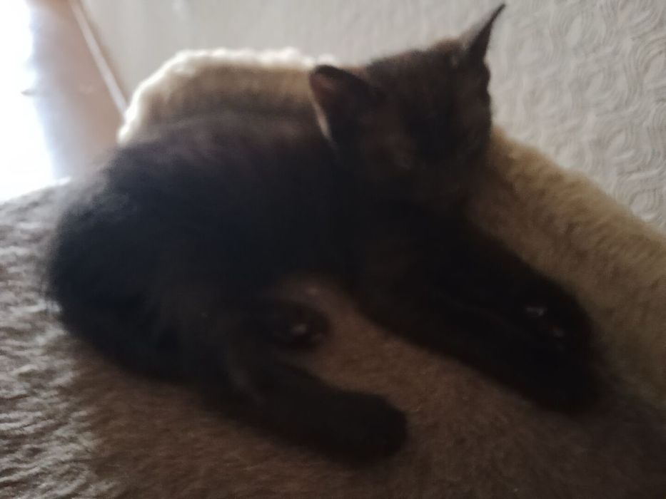 Котята и 2 кошки
