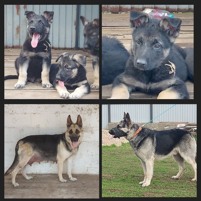 Щенки Восточноевропейской овчарки