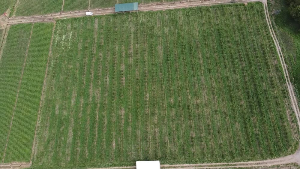 Яблоневый сад (apple garden)