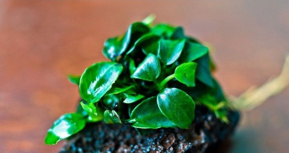 Акаариумные растение в Зоомагазине Кеша